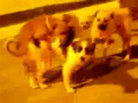 1:35. Gang gangbang with 2 lesbos. They all ejaculate on their nice-looking faces, splashing... 16:03. Interracial gang gangbang. Petite oriental with romantic pink underware loves to eng... Watch newest dog gangbang porn videos for free on PervertSlut.com. Download and stream HD quality dog gangbang XXX movies now!